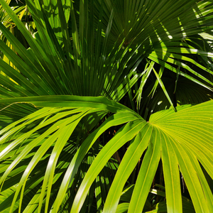 精品精品无码视频在线观看
